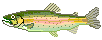 Рыбы смайлики